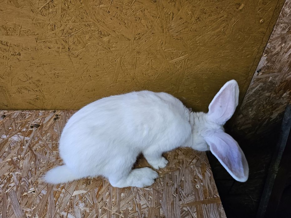 Olbrzym belgijski biały