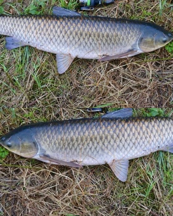 Amur duży, żywy, 6 -8 kg/szt na łowisko