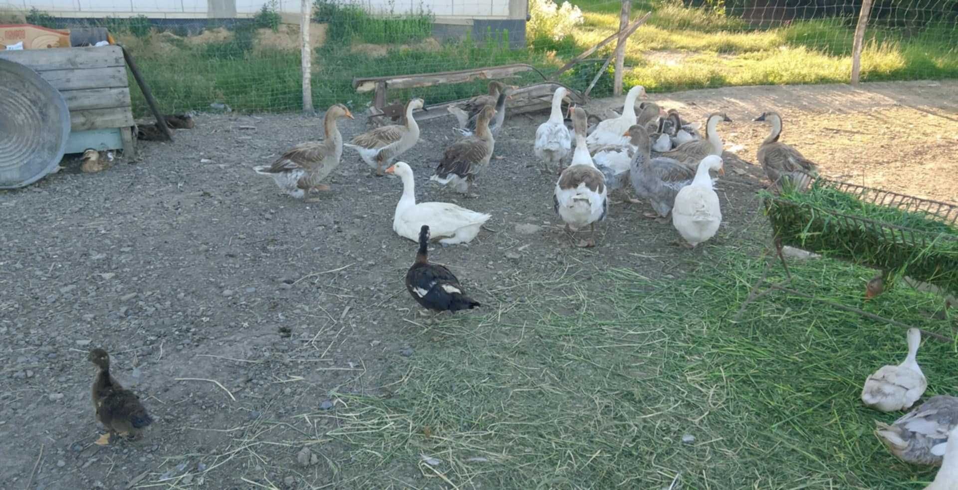 Sprzedam gęsi z własnego chowu