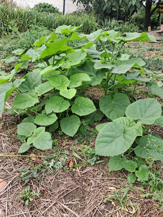 Paulownia puszysta, drzewko szczęścia - drzewka