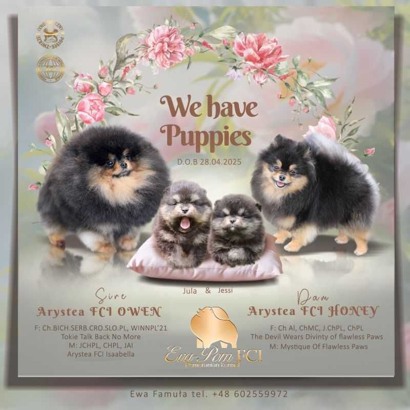 Suczka szpic miniaturowy pomeranian ZKwP FCI