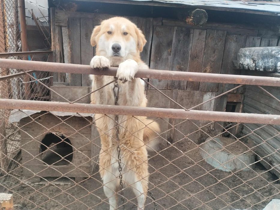 Отдам Собаку Алабай Хлопчик