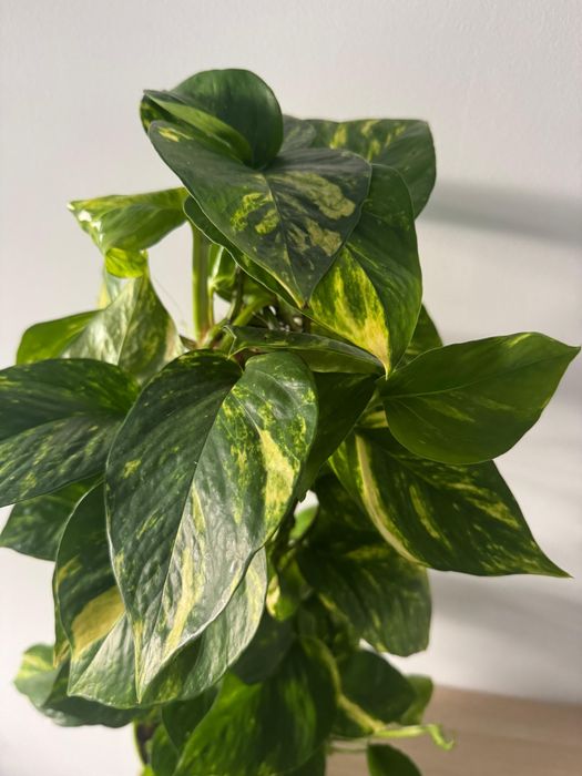 Epipremnum grande – 60 cm, saudável e bem desenvolvido