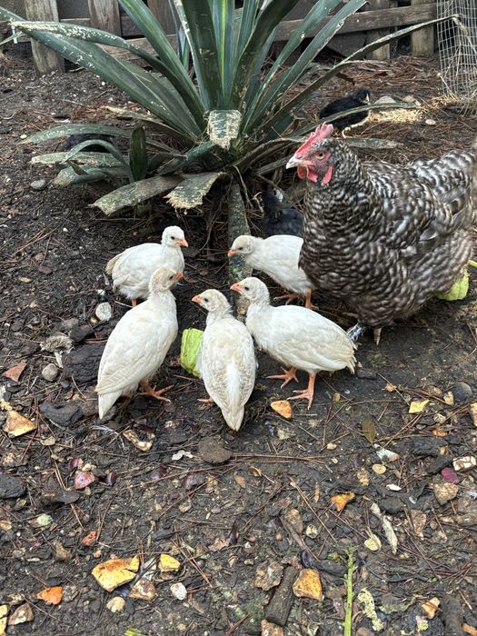 Pintos galinha d’angola  brancos