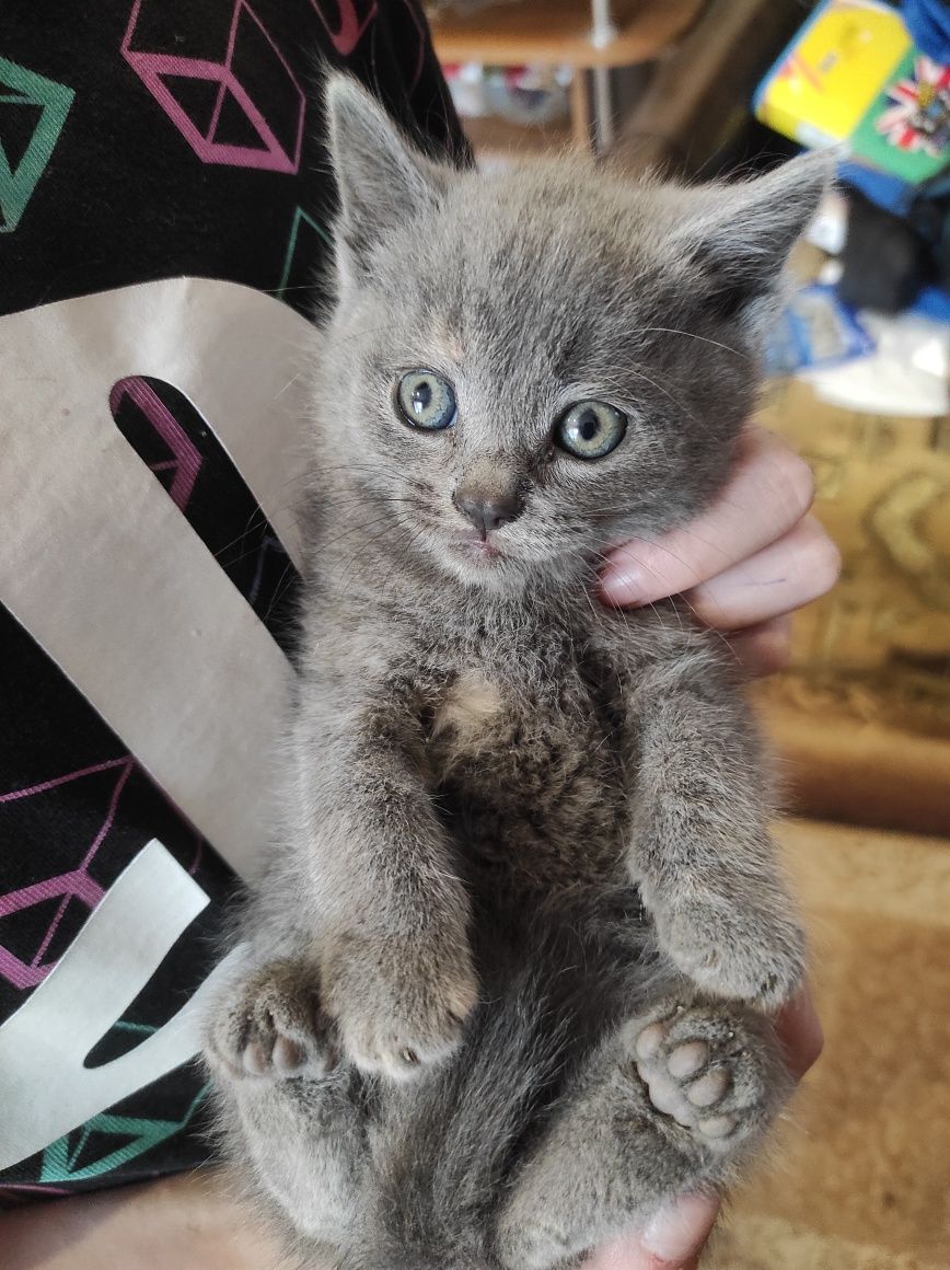 Подарую кошенят, котята, кошенята