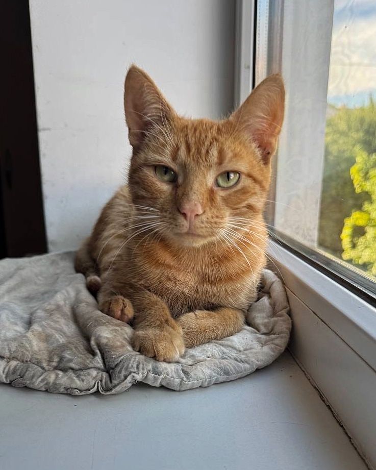 Котик Оскар шукає новий дім