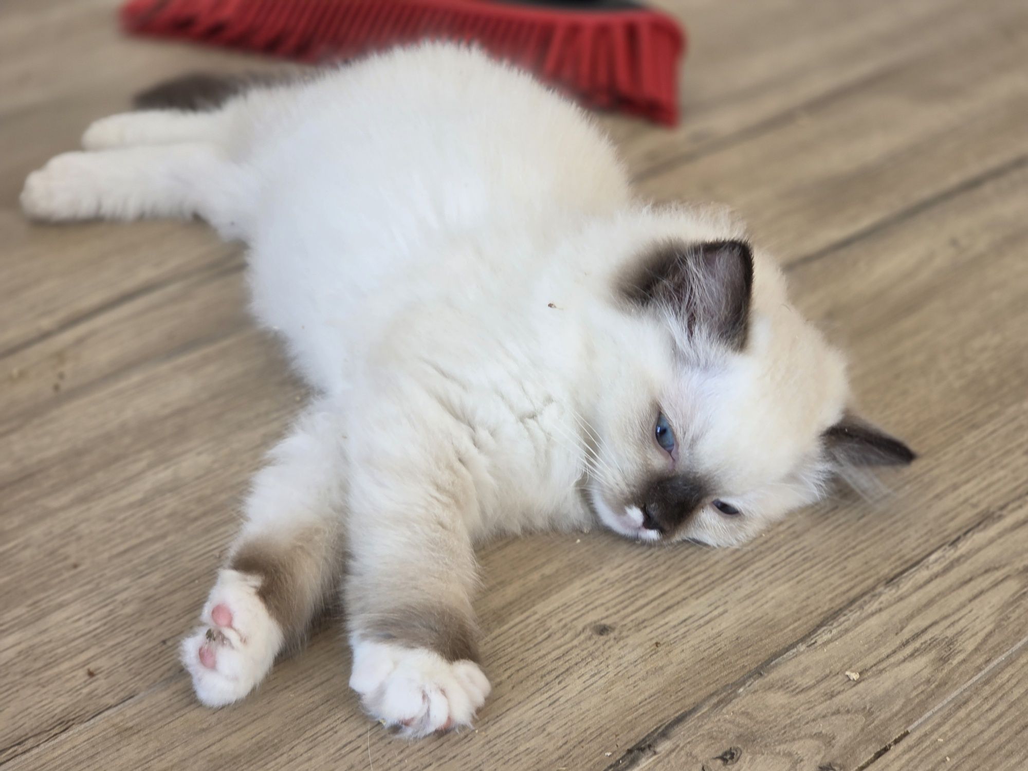 Kotek RAGDOLL kotka