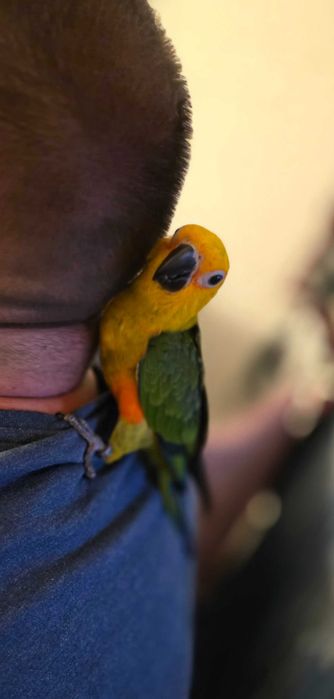 Aratinga jandaya muito meigo