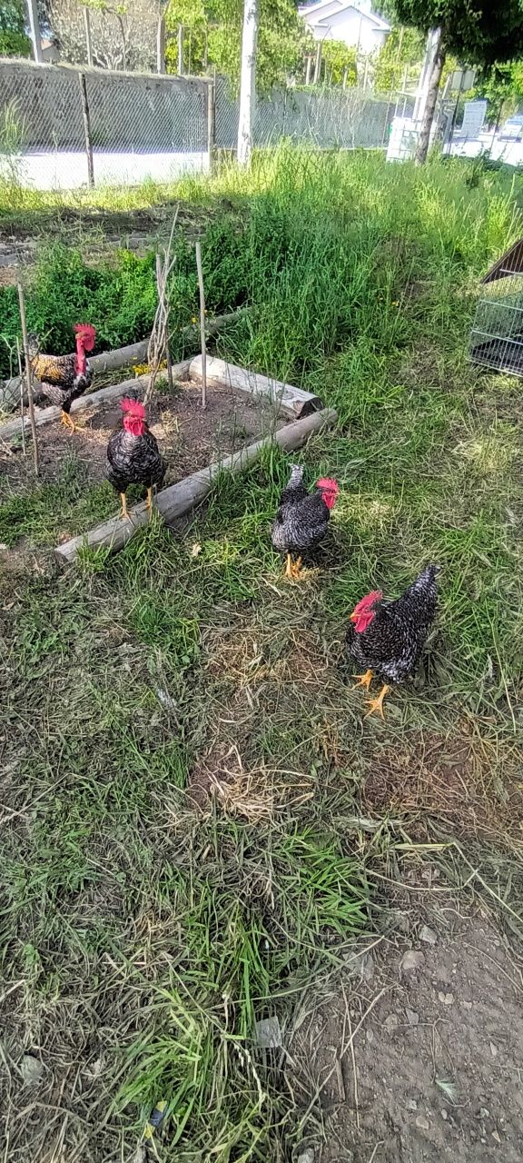 Galos do Campo Raça Pedrês