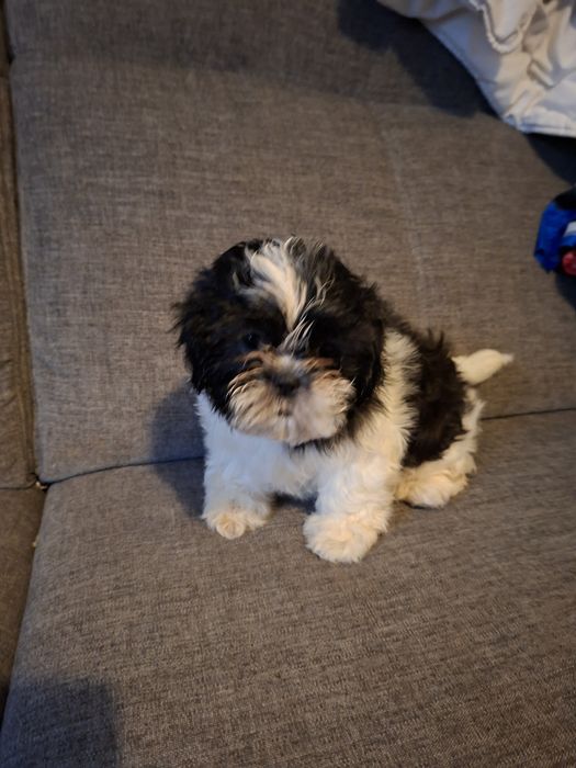 Pieski shih-tzu.