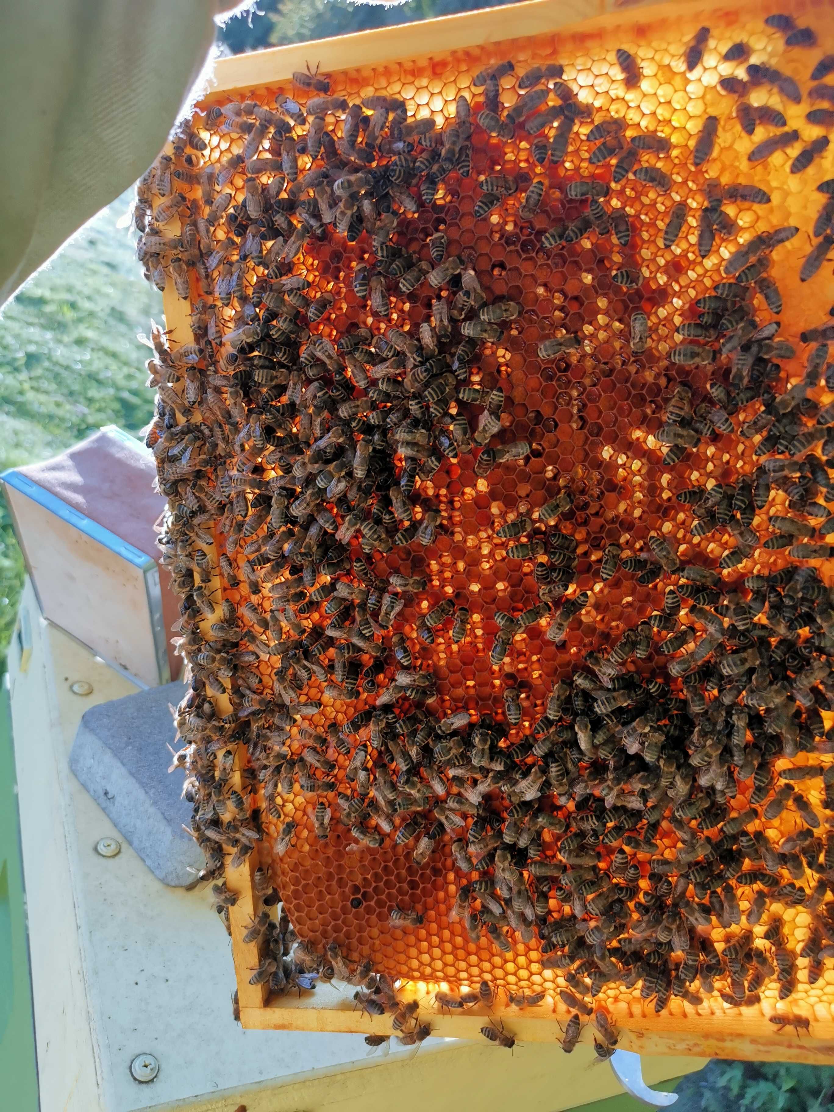 Rodziny pszczele na ramce wielkopolskiej- sprzedam