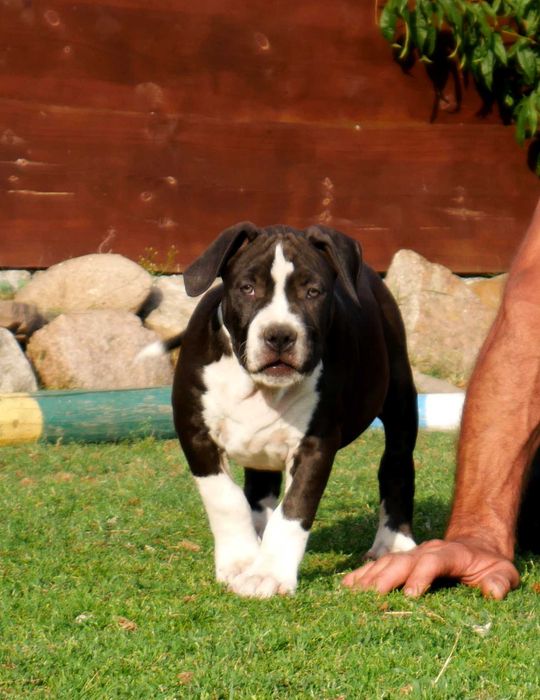 American Staffordshire Terrier ZKwP Amstaff FCI , mocny piesek WINETOO
