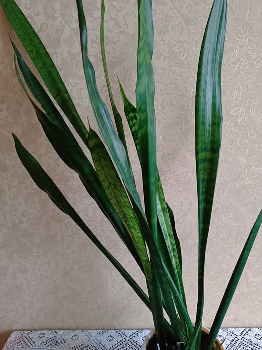 Сансевієрія велика цілий горщик