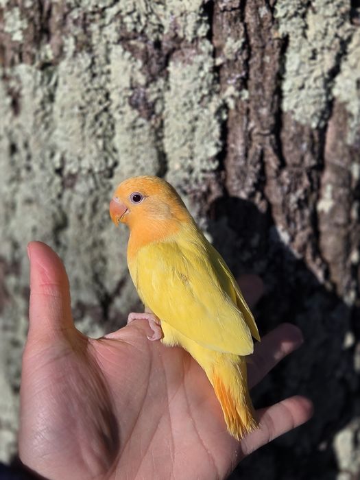 Agapornis Domesticados