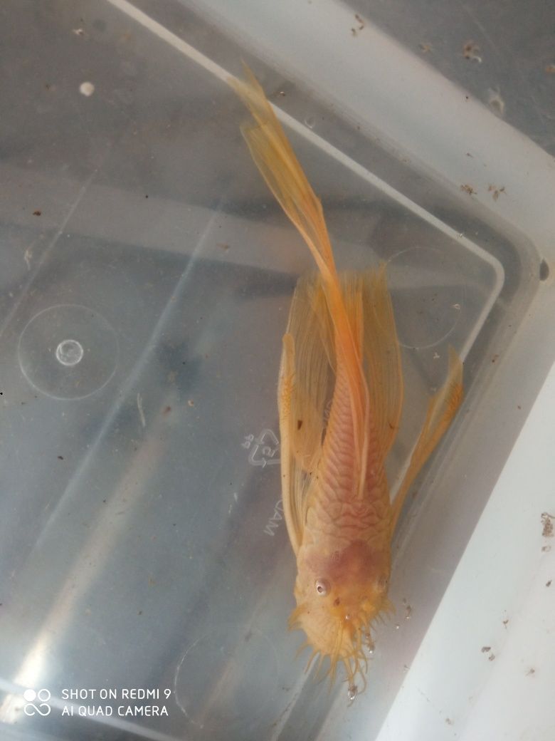 Tarlaki zbrojnika ancistrusa green dragon albinos welonowe ! rarytas
