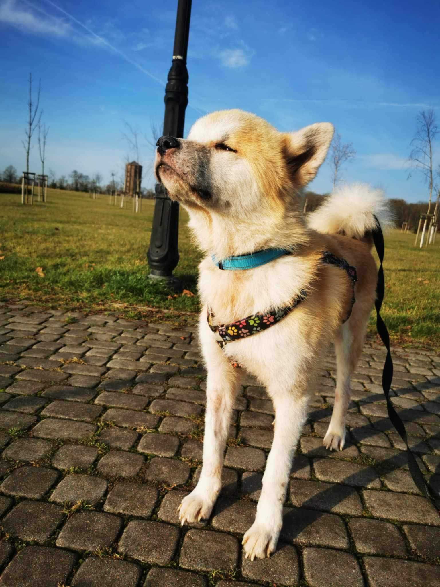 Akita do adopcji. Yuki szuka domu