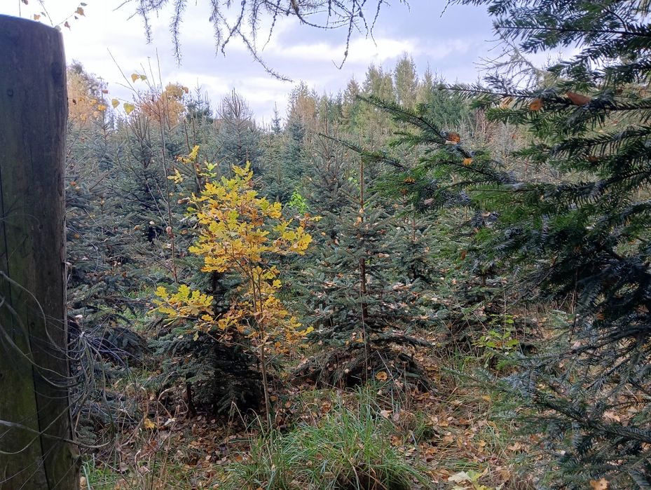 Sprzedam choinki likwidacja plantacji