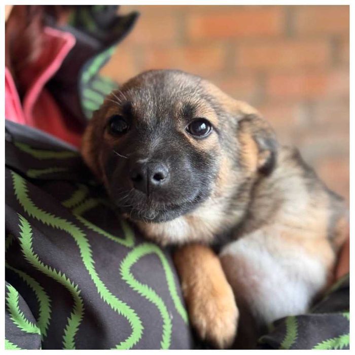 Щенок (девочка) ищет дом