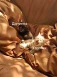 Віддам котиків в хороші руки
