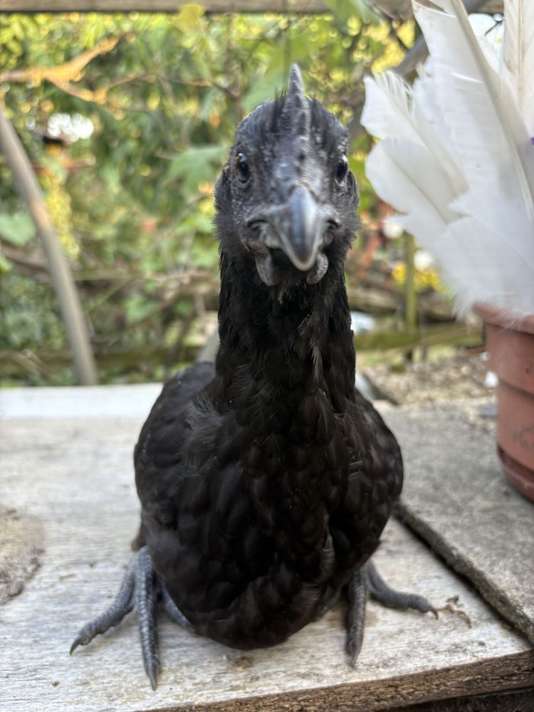 Ayama cemani kogut oraz kura wielkanocna  czarne kury