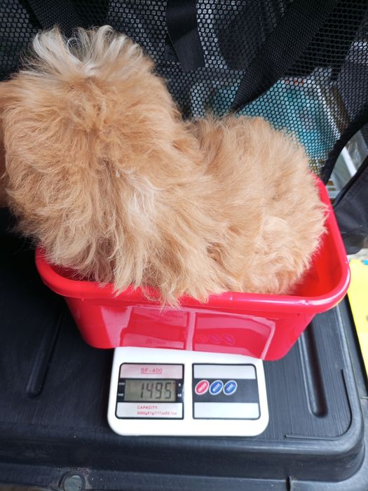 F1,міні-манюня Міранда