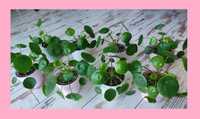 Pieniążek (Pilea peperomiowaty/ Pilea peperomioides) PROMOCJA!