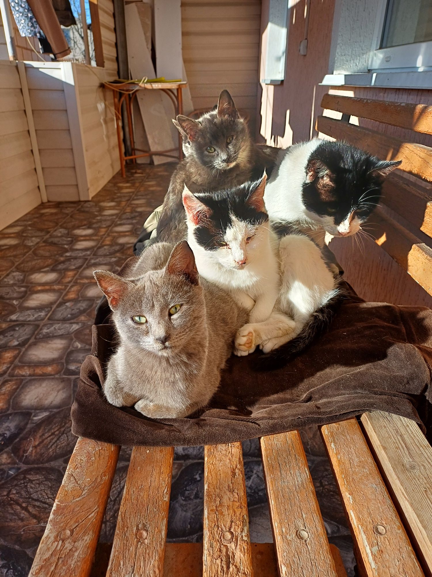 Кошенята в добрі руки