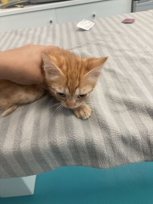 Gatinho com 3 meses adocao responsavel