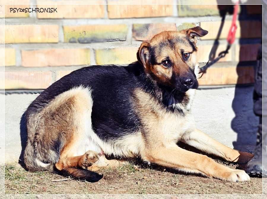 Teo - młody, radosny psiak chce zostać Twoim Przyjacielem