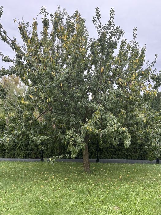 drzewo owocowe drewno do zabrania