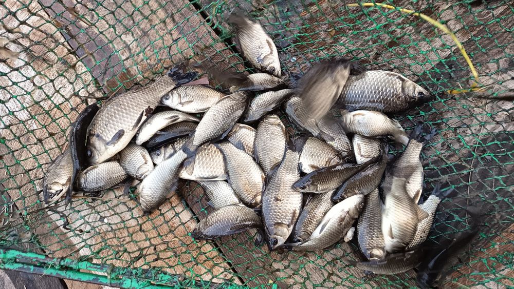 Karaś, żywiec, narybek