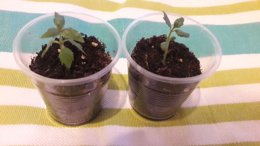 Цветок комнатный ахименес с яркими лиловыми пятнами сортовой махровый