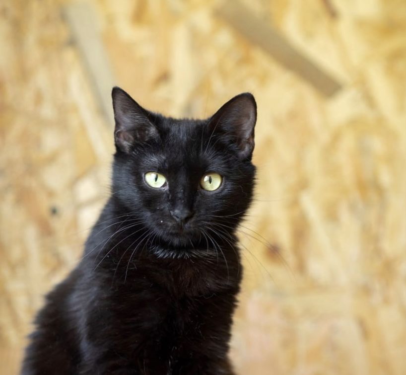 Блэр котенок 7 мес, черная кошечка, роскошная кошка, девочка