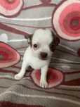 Suczka rasy chihuahua