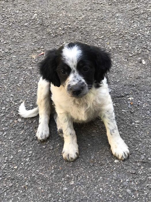 Прошу врятувати життя, забрати песика