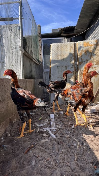 Indio gigantes puros machos