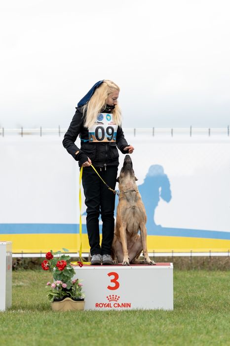 Дрессировка собак, кинолог