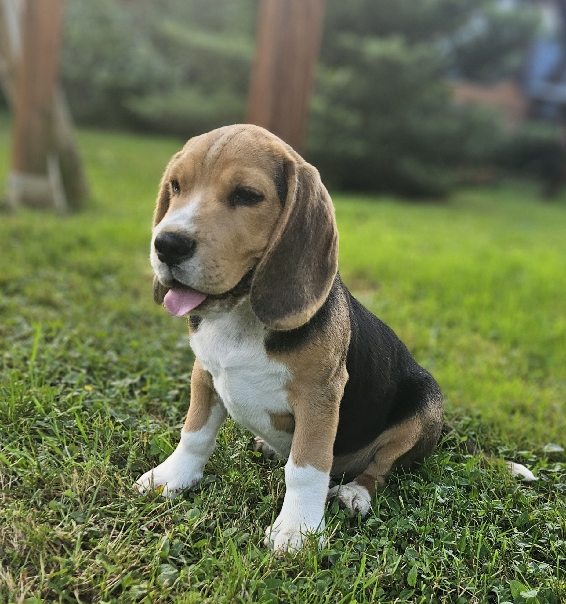 Beagle pies ZKwP FCI