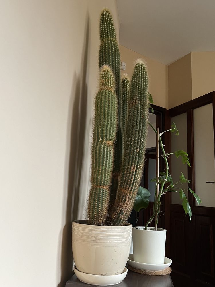 Piękny kaktus, ponad 80cm