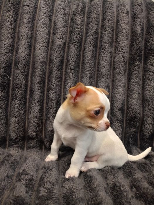 Чудові малюки чихуахуа