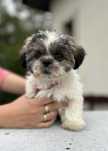 Piesek Shih tzu tricolor
