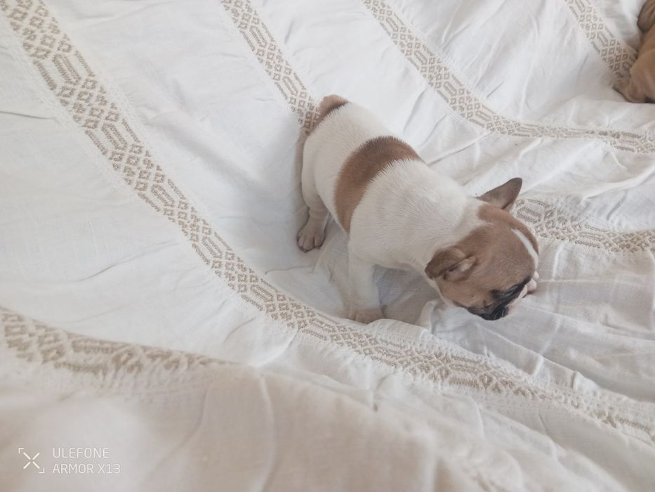 Bulldog  Francês macho