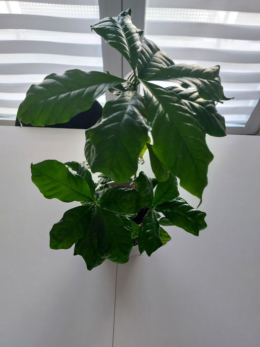 Coffea Arabica KAWA