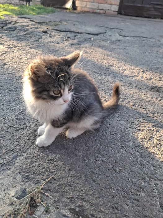 Віддам кошенят у добрі руки