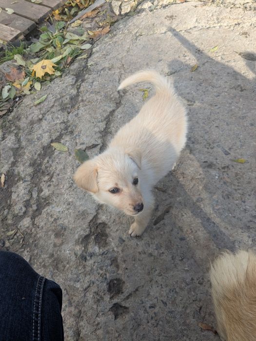 Щеня хлопчик Бублик шукає родину