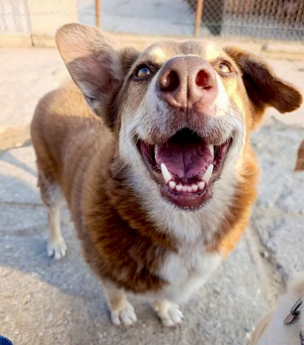 Maksio błaga o szansę i dom ..