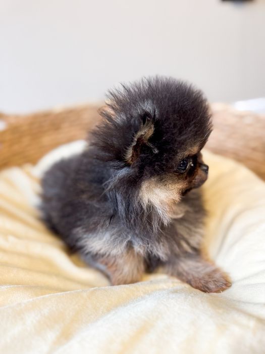 Mini pomeranian black and than