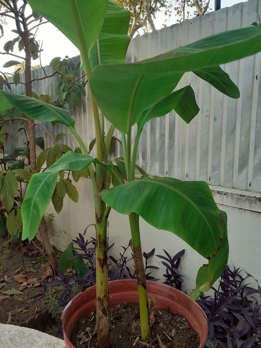 Duas bananeiras em vaso