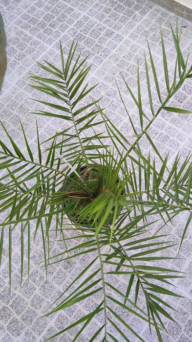 Vende-se Palmeiras em vaso