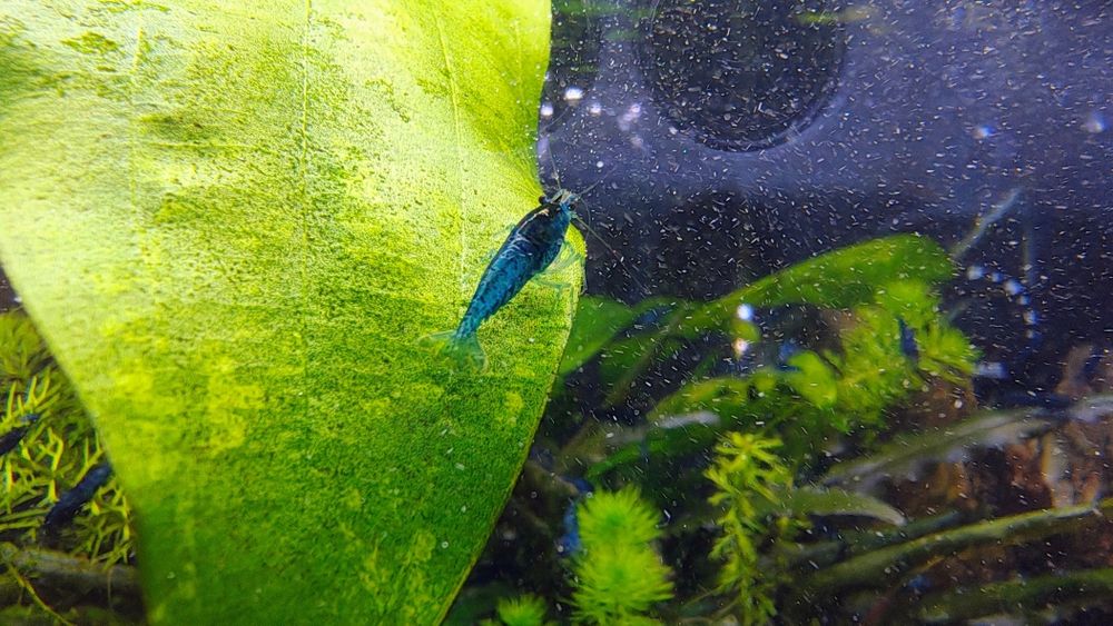 Krewetki caridina blue Velvet